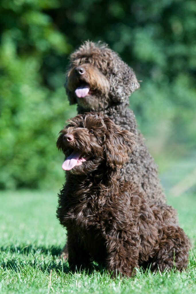 labradoodle bitch and puppy