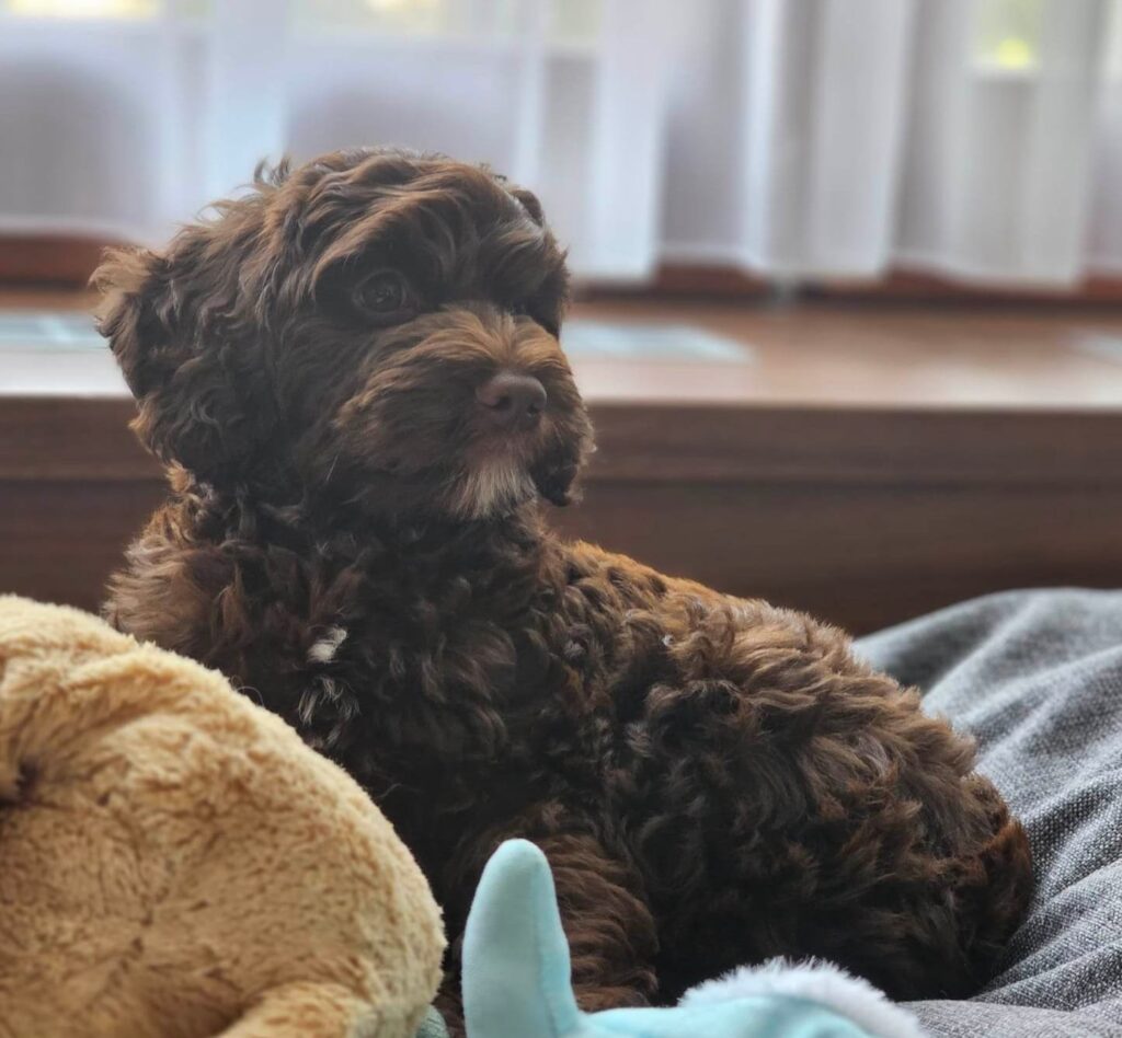 štěně, labradůdl, australský labradoodle, kodai labradoodles